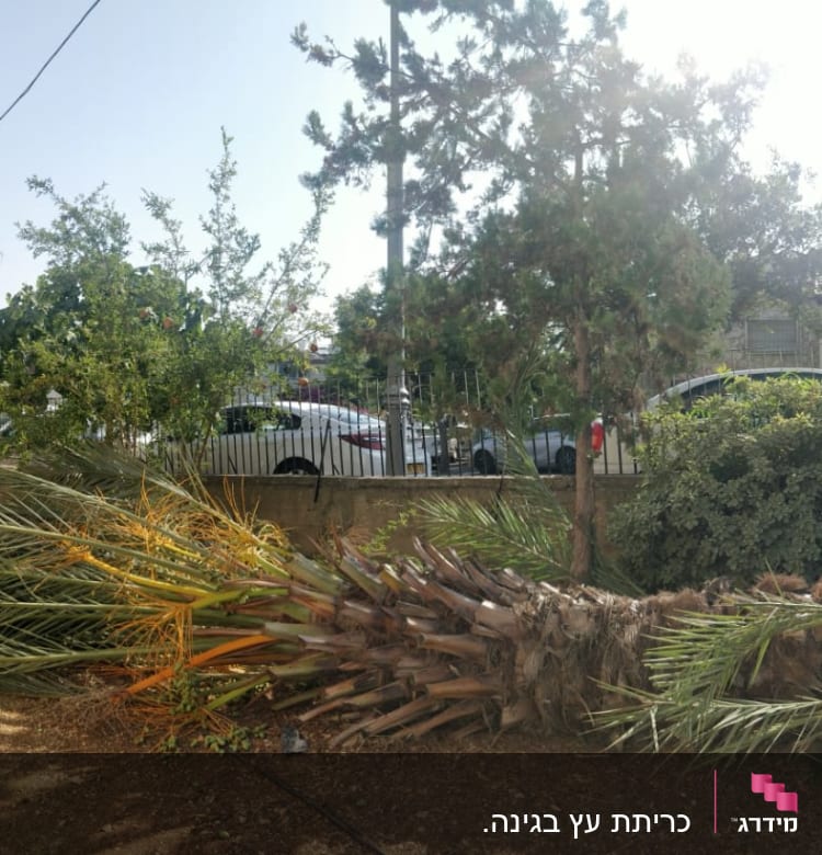 עץ דקל כרות שוכב על הקרקע בגינה